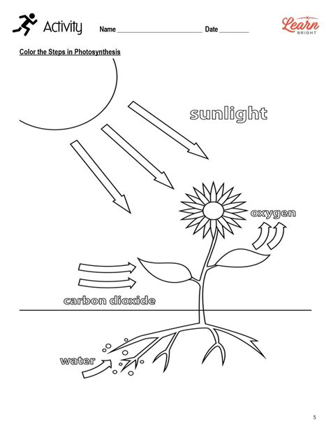 Photosynthesis Diagrams Worksheet Answers Plant Diagram Worksheet - Plant Diagram Worksheet