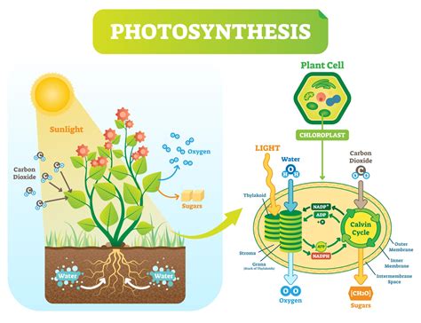 Photosynthesis Photolysis And Carbon Fixation Biology Calvin Cycle Worksheet Answers - Calvin Cycle Worksheet Answers