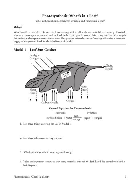 Photosynthesis Whats In A Leaf Answers Studocu Leaves Worksheet Answers - Leaves Worksheet Answers