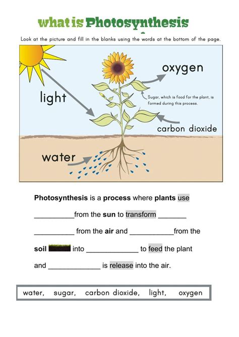 Photosynthesis Worksheets Easy Teacher Worksheets Light Matching Worksheet Answers - Light Matching Worksheet Answers