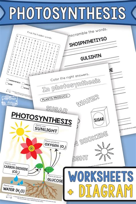 Photosynthesis Worksheets For Kids Itsy Bitsy Fun Plant Worksheet For Kids - Plant Worksheet For Kids