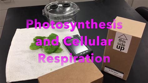 Full Download Photosynthesis And Cellular Respiration Lab Manual 