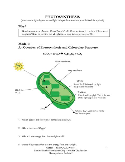 Download Photosynthesis Pogil With Answer Key 