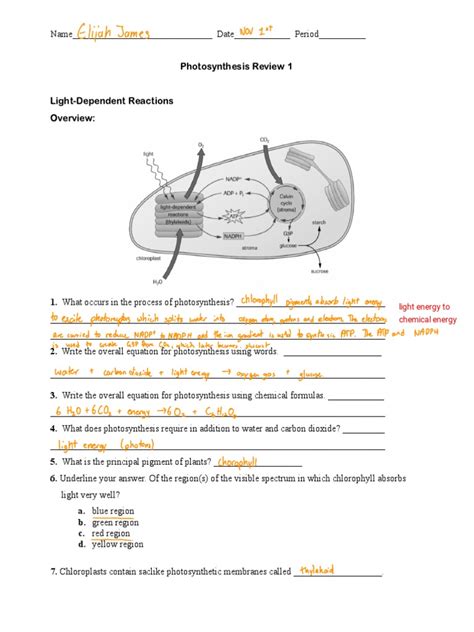 Read Photosynthesis Review Document Starts With Answers 