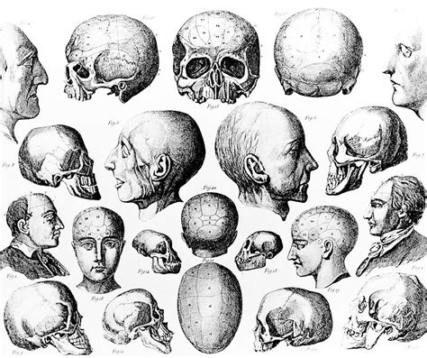 Phrenology Wikipedia Skull Science - Skull Science