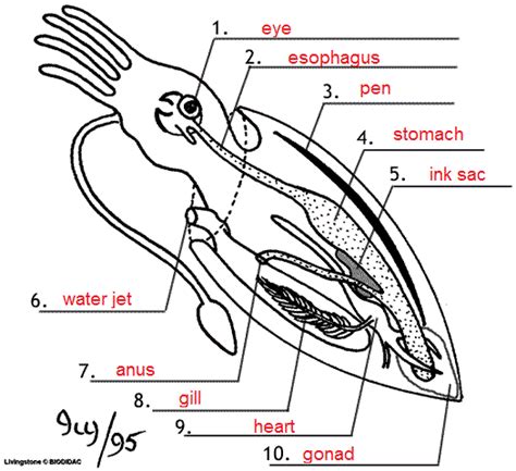 Phyla Coursenotes Squid Anatomy Worksheet - Squid Anatomy Worksheet