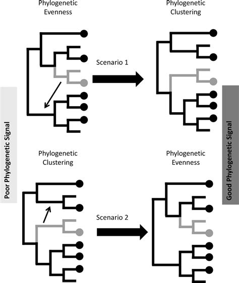 Read Phylogenies And Community Ecology 