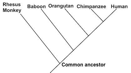 Phylogeny Review Article Evolution Khan Academy Cladograms And Phylogenetic Trees Worksheet - Cladograms And Phylogenetic Trees Worksheet