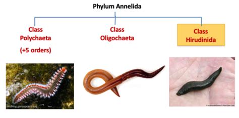 Phylum Annelida Crossword Flashcards Quizlet Annelid Worksheet Answers - Annelid Worksheet Answers