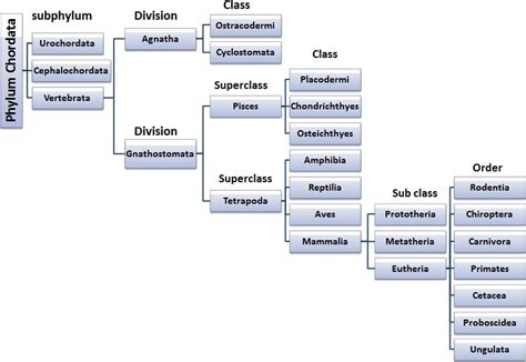 Phylum Chordata Classification