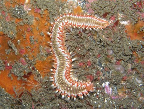 Phylum Of Segmented Worms