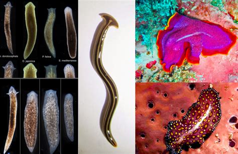 Phylum Platyhelminthes Flatworms