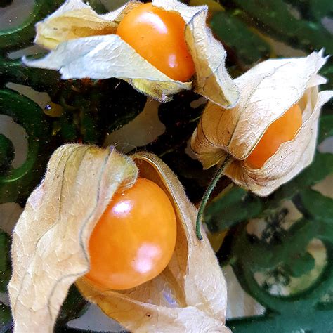 physalis frukt eller bär