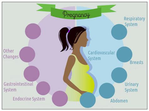 Physiological Changes During Pregnancy Slideshare