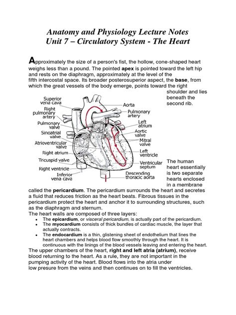 Physiology Heart Lecture Notes