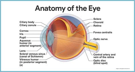 Physiology Of Eye