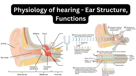 Physiology Of Hearing