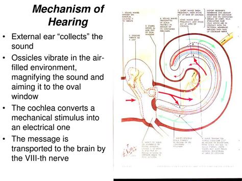 physiology of hearing ppt