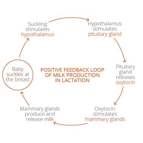 Physiology Of Lactation