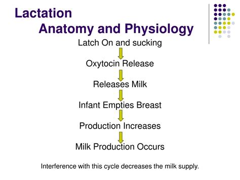 Physiology Of Lactation Ppt