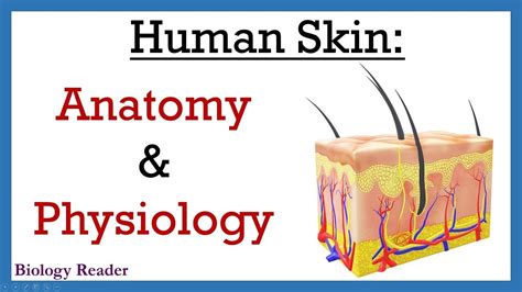 Physiology Of The Skin Sciencedirect Skin Science - Skin Science