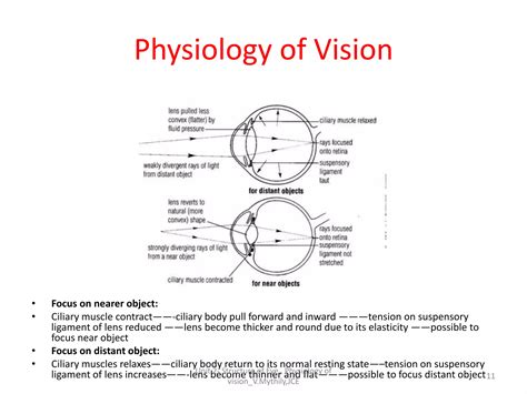 Physiology Of Vision