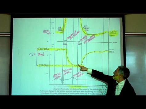 Physiology Professor Fink