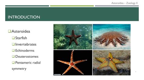 Read Online Physiology Of Echinoderms 