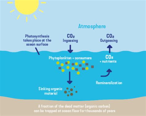 Phytoplankton Oxygen Contribution
