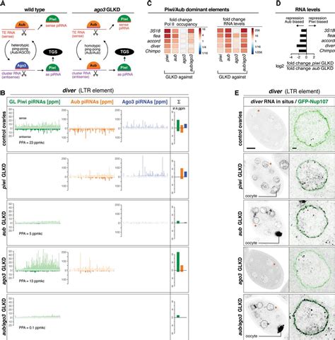 piRNA-guided slicing of transposon transcripts enforces their ...