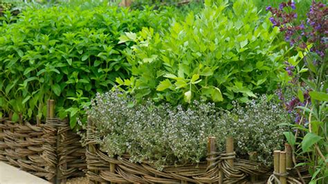 Piante Aromatiche