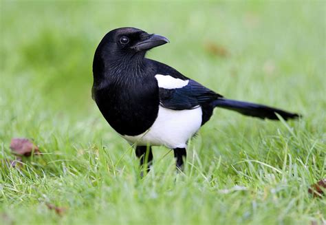 Pica Tidings Magpies In Science Amp Culture Tide Science - Tide Science