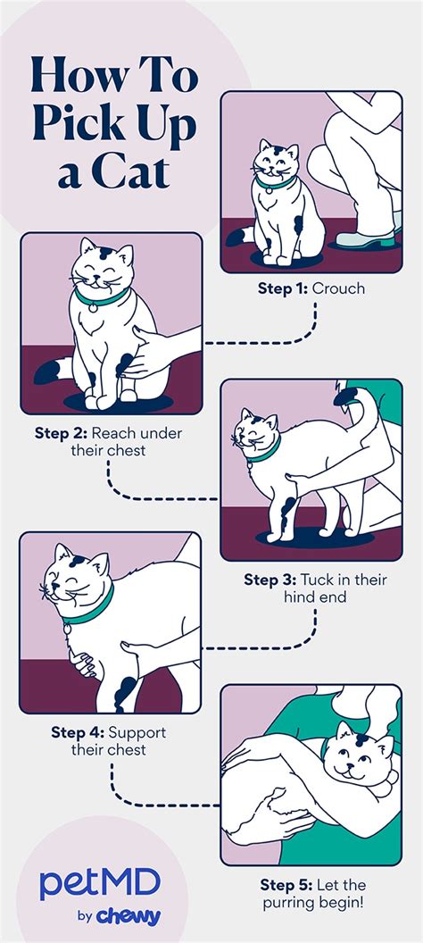 Picking Up A Cat
