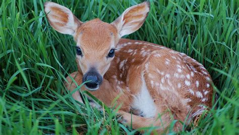 Pics of fawns