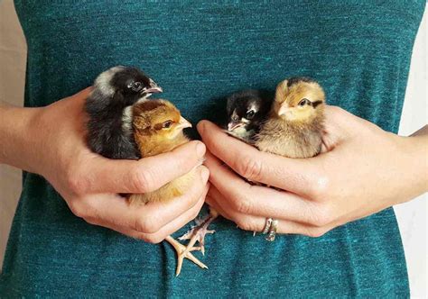 pics of nude chicks