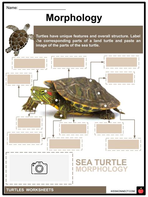 Picture Labeling Worksheets Turtle Diary Labeling Worksheets For Kindergarten - Labeling Worksheets For Kindergarten