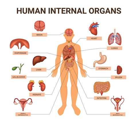 Picture Of All Organs In Human Body