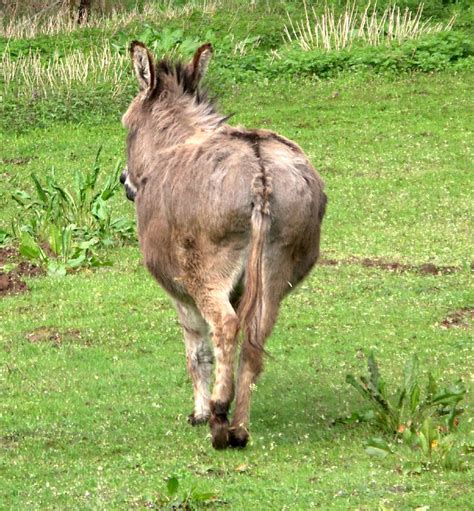 Picture of donkey ass