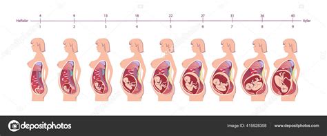 picture of female anatomy during pregnancy