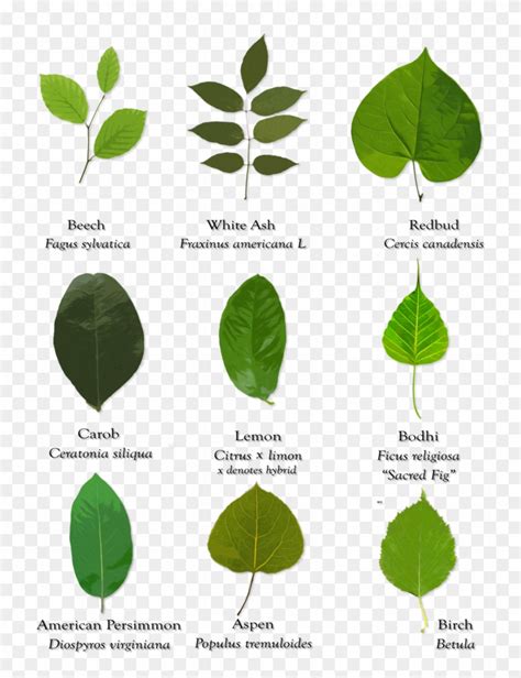 Pictures Of Different Types Of Leaves   76 Types Of Leaves With Names And Pictures - Pictures Of Different Types Of Leaves