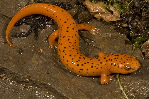 pictures of salamanders