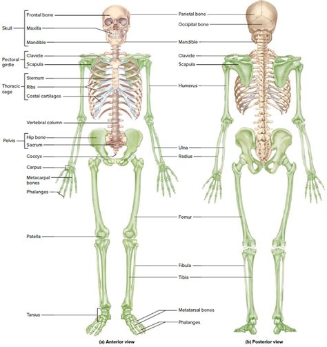 Pictures Of The Human Skeleton