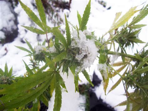 Pictures Of Weed Growing In Winter