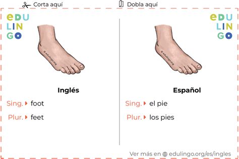 Pie En Ingles