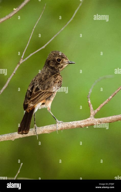 Pied Bush Chat