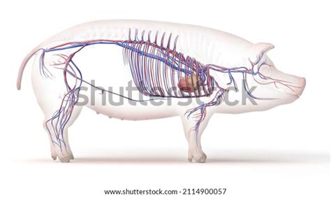 Pig Circulatory System