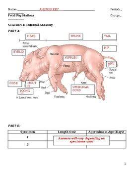 pig dissection answers day 3