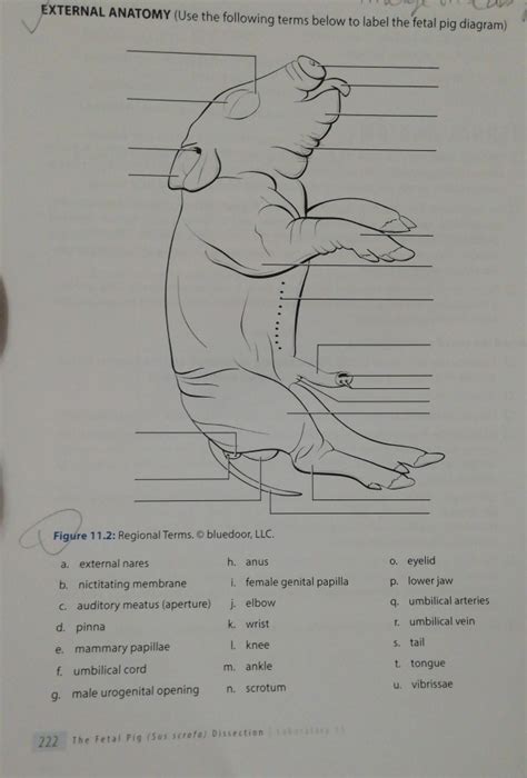 pig dissection chart