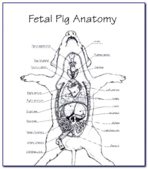 Pig Dissection Study Guide Answers