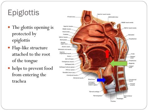 Pig Epiglittis Function